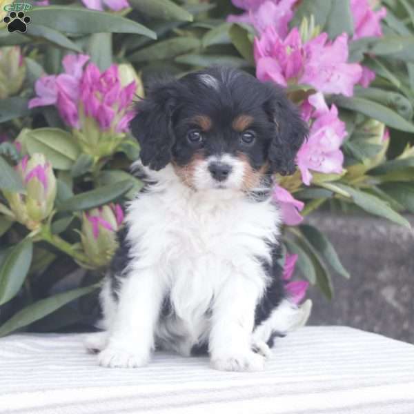Pearl, Cavapoo Puppy